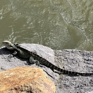 Intellagama lesueurii at Paddys River, ACT - 29 Oct 2022 05:01 PM