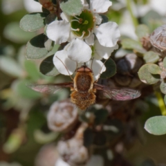 Staurostichus sp. (genus) (Unidentified Staurostichus bee fly) at Mount Clear, ACT - 27 Jan 2022 by DPRees125