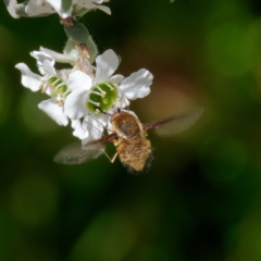 Staurostichus sp. (genus) at Mount Clear, ACT - 27 Jan 2022