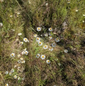 Rhodanthe anthemoides at Stromlo, ACT - 10 Nov 2022 11:16 AM