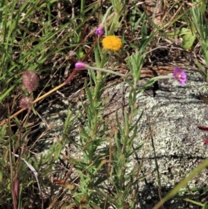 Epilobium billardiereanum subsp. cinereum at Macgregor, ACT - 25 Nov 2022 03:57 PM