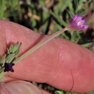 Epilobium billardiereanum subsp. cinereum at Macgregor, ACT - 25 Nov 2022 03:57 PM