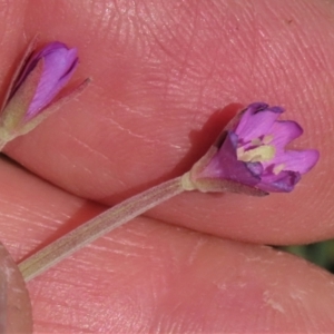 Epilobium billardiereanum subsp. cinereum at Macgregor, ACT - 25 Nov 2022