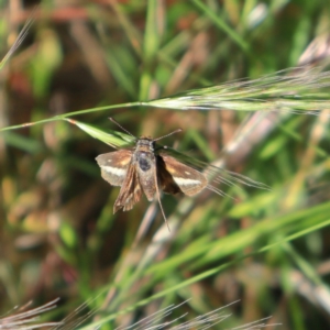 Taractrocera papyria at Higgins, ACT - 29 Nov 2022 05:14 PM