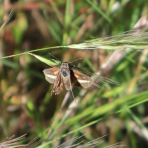 Taractrocera papyria at Higgins, ACT - 29 Nov 2022