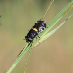 Odontomyia hunteri (Soldier fly) at Higgins, ACT - 29 Nov 2022 by MichaelWenke