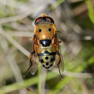 Austalis pulchella (Hover fly) at Cotter River, ACT - 28 Nov 2022 by DPRees125