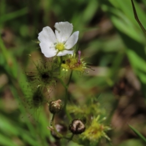 Drosera gunniana at Dunlop, ACT - 25 Nov 2022