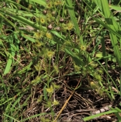 Drosera gunniana at Dunlop, ACT - 25 Nov 2022