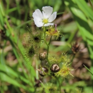 Drosera gunniana at Dunlop, ACT - 25 Nov 2022