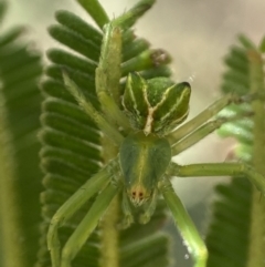 Sidymella sp. (genus) (A crab spider) at West Stromlo - 30 Nov 2022 by AJB