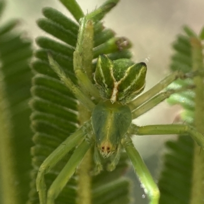 Sidymella sp. (genus) (A crab spider) at Stromlo, ACT - 30 Nov 2022 by AJB