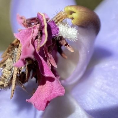 Heliocosma (genus - immature) (A tortrix or leafroller moth) at Namadgi National Park - 25 Nov 2022 by AJB