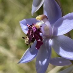 Heliocosma (genus - immature) at Namadgi National Park - 25 Nov 2022