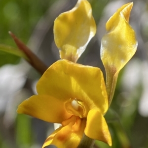 Diuris semilunulata at Paddys River, ACT - suppressed