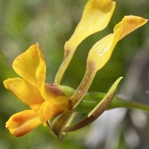 Diuris semilunulata at Paddys River, ACT - suppressed