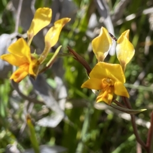 Diuris semilunulata at Paddys River, ACT - suppressed