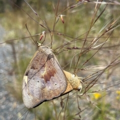 Heteronympha merope (Common Brown Butterfly) at Stromlo, ACT - 30 Nov 2022 by AJB