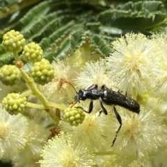 Eleale simplex (Clerid beetle) at West Stromlo - 30 Nov 2022 by AJB