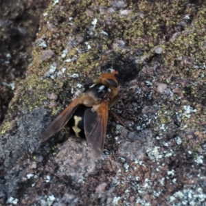 Microtropesa sinuata at Waramanga, ACT - 18 Aug 2022 04:51 PM