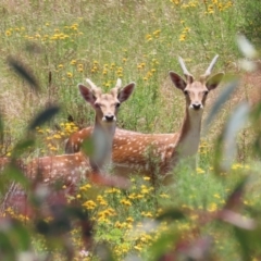 Dama dama (Fallow Deer) at Tuggeranong Hill - 30 Nov 2022 by owenh