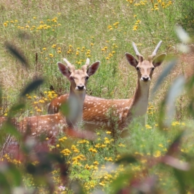 Dama dama (Fallow Deer) at Tuggeranong Hill - 30 Nov 2022 by owenh