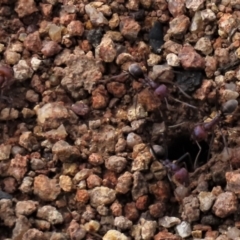Iridomyrmex purpureus (Meat Ant) at Waramanga, ACT - 18 Aug 2022 by AndyRoo