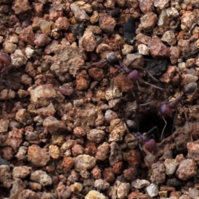 Iridomyrmex purpureus (Meat Ant) at Waramanga, ACT - 18 Aug 2022 by AndyRoo