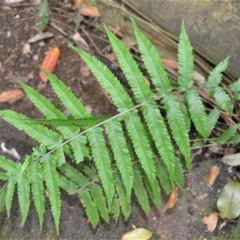 Christella dentata (Binung) at Jamberoo, NSW - 30 Nov 2022 by plants