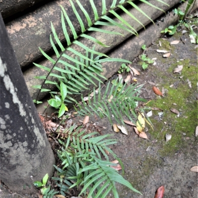 Pteris vittata (Chinese Brake, Ladder Brake) by plants