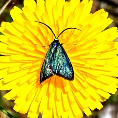 Pollanisus (genus) (A Forester Moth) at Forde, ACT - 29 Nov 2022 by mcosgrove