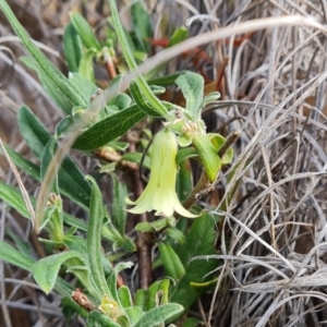 Billardiera scandens at Jerrabomberra, ACT - 30 Nov 2022