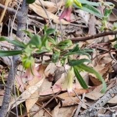 Billardiera scandens at Jerrabomberra, ACT - 30 Nov 2022