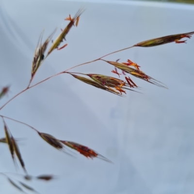 Rytidosperma pallidum (Red-anther Wallaby Grass) at Wanniassa Hill - 30 Nov 2022 by Mike