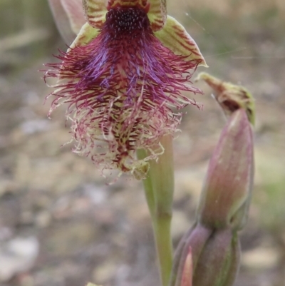Calochilus platychilus (Purple Beard Orchid) at Carwoola, NSW - 30 Nov 2022 by RobParnell
