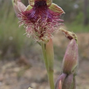 Calochilus platychilus at Carwoola, NSW - suppressed