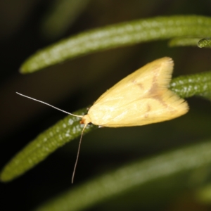 Aeolothapsa malacella at O'Connor, ACT - 28 Nov 2022 09:17 PM