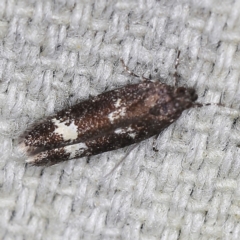 Ardozyga acroleuca (Double pale patch gelechiid) at O'Connor, ACT - 28 Nov 2022 by ibaird