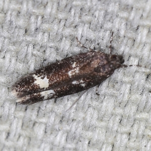 Ardozyga acroleuca at O'Connor, ACT - 28 Nov 2022 09:33 PM