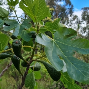 Ficus carica at Jerrabomberra, ACT - 30 Nov 2022 04:38 PM