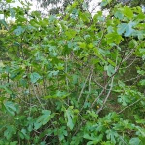 Ficus carica at Jerrabomberra, ACT - 30 Nov 2022 04:38 PM