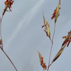 Rytidosperma pallidum (Red-anther Wallaby Grass) at Wanniassa Hill - 30 Nov 2022 by Mike