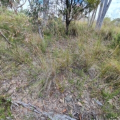 Rytidosperma pallidum at Jerrabomberra, ACT - 30 Nov 2022