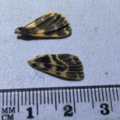 Unidentified Moth (Lepidoptera) at Bonang, VIC - 30 Nov 2022 by JudithRoach