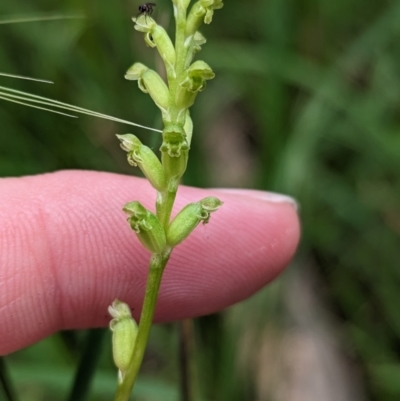 Microtis unifolia (Common Onion Orchid) at Woomargama National Park - 30 Nov 2022 by Darcy