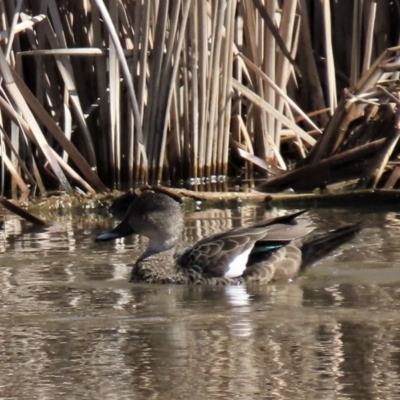 Anas gracilis (Grey Teal) at Budjan Galindji (Franklin Grassland) Reserve - 24 Aug 2022 by AndyRoo