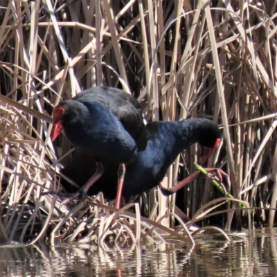 Porphyrio melanotus (Australasian Swamphen) at Budjan Galindji (Franklin Grassland) Reserve - 24 Aug 2022 by AndyRoo