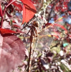 Adversaeschna brevistyla (Blue-spotted Hawker) at Murrumbateman, NSW - 29 Nov 2022 by SimoneC