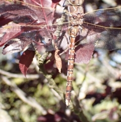 Adversaeschna brevistyla at Murrumbateman, NSW - 29 Nov 2022