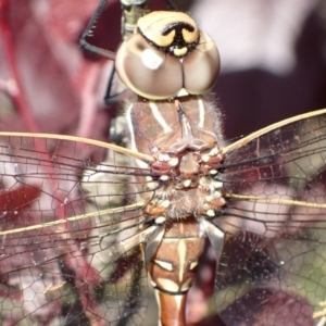 Adversaeschna brevistyla at Murrumbateman, NSW - 29 Nov 2022